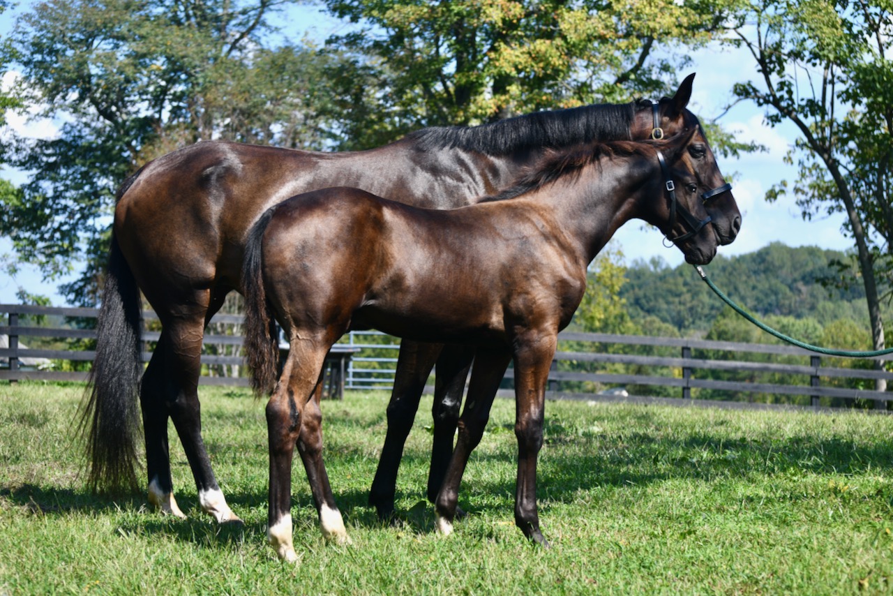 Noir and Colt facing right